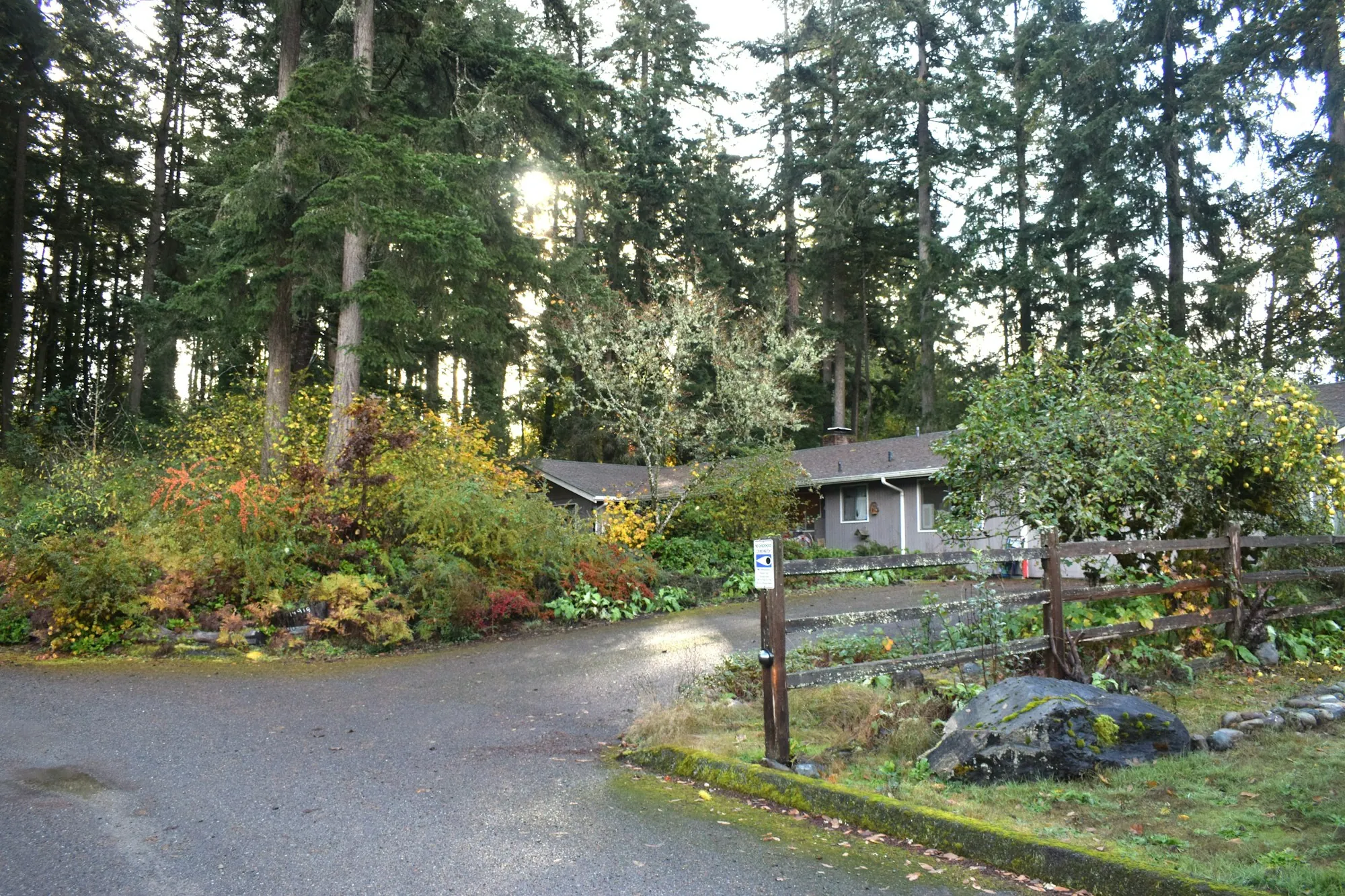 A quiet wooded residential road with homes set back among the trees