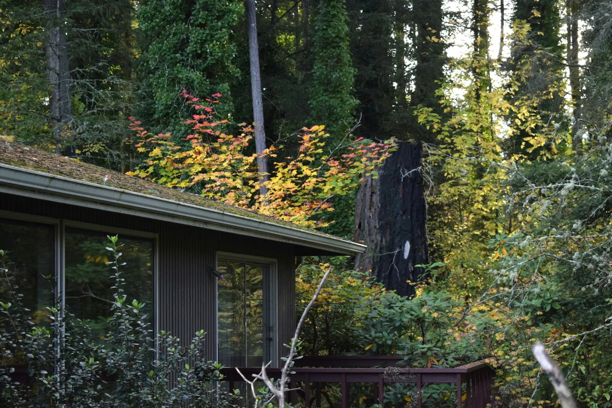 A mid-century home surrounded by tall evergreen trees