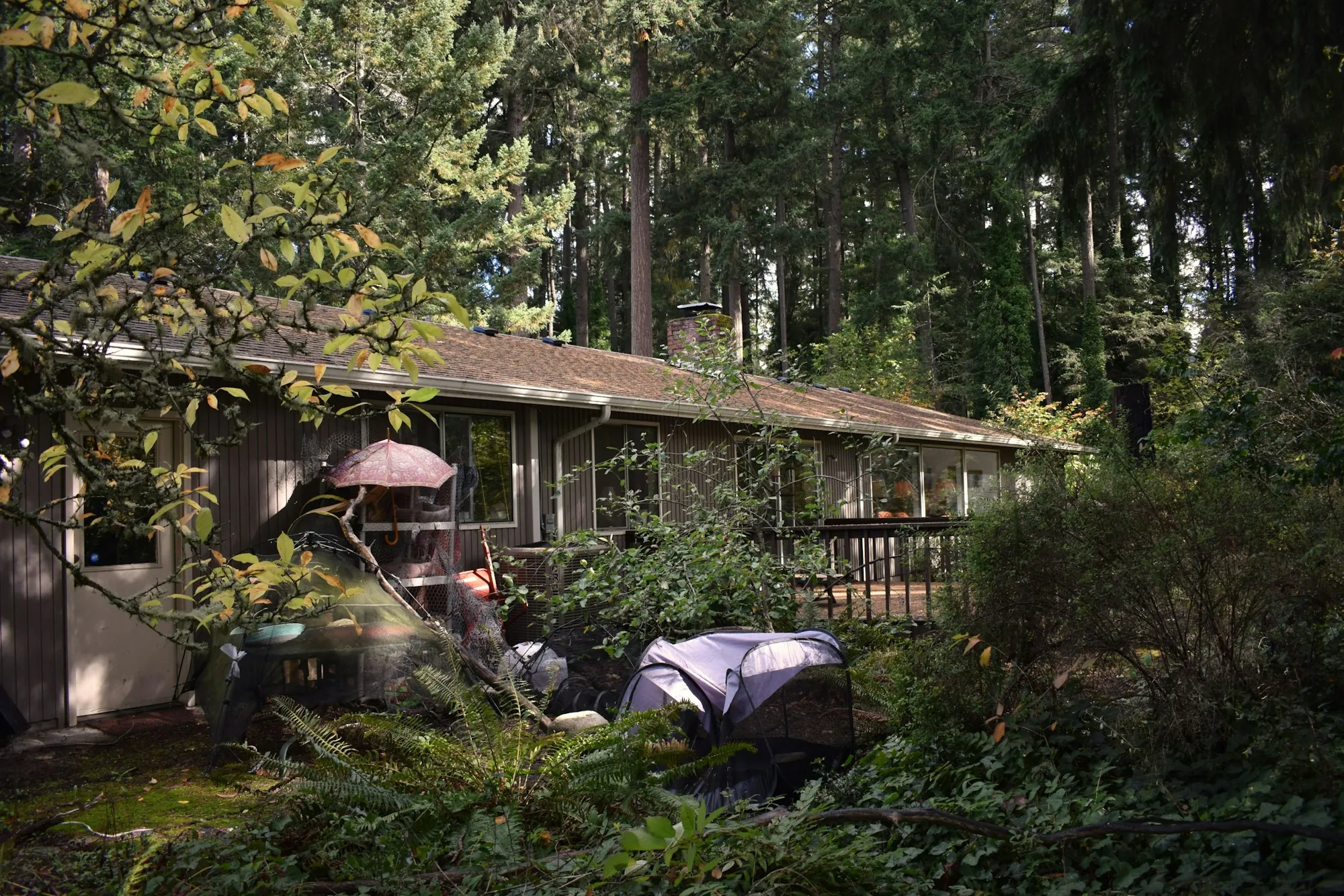 A single-storey home set among evergreens